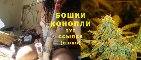 прущие грибы Медногорск