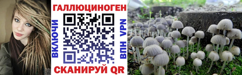 Псилоцибиновые грибы Cubensis  Купить где  Андреаполь 